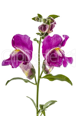 Flowers of snapdragon, lat.Antirrhinum, isolated on white backgr