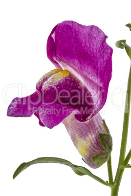 Flower of snapdragon, lat.Antirrhinum, isolated on white backgro