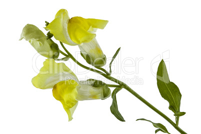 Flowers of snapdragon, lat.Antirrhinum, isolated on white backgr