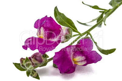 Flowers of snapdragon, lat.Antirrhinum, isolated on white backgr