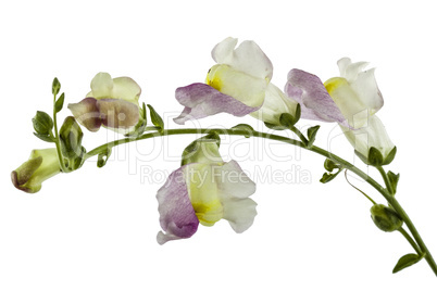 Flower of snapdragon, lat.Antirrhinum, isolated on white backgro