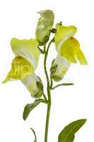 Flowers of snapdragon, lat.Antirrhinum, isolated on white backgr