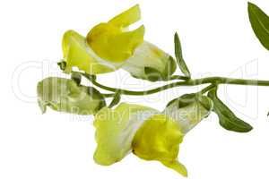 Flowers of snapdragon, lat.Antirrhinum, isolated on white backgr