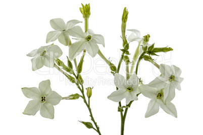 Flowers of tobacco scented, lat.Nicotiana, isolated on white bac