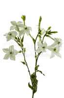 Flowers of tobacco scented, lat.Nicotiana, isolated on white bac