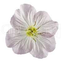 Flower of pink Evening Primrose (Oenothera), isolated on white b