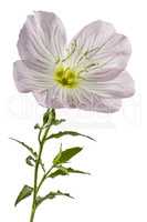 Flower of pink Evening Primrose (Oenothera), isolated on white b