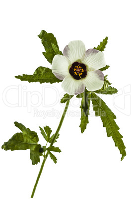 Flower of Hibiscus, isolated on white background