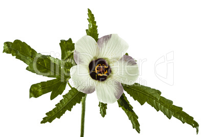 Flower of Hibiscus, isolated on white background