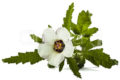 Flower of Hibiscus, isolated on white background