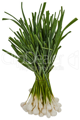 Tuft of raw garlic for cooking, isolated on white background