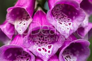 Flower foxglove, lat. Digitalis purpurea