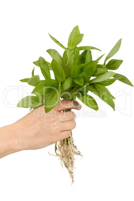 Human hand and young plant