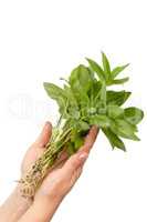 Human hands and young plant