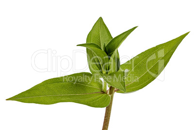 Green leafs of flower, isolated on a white background