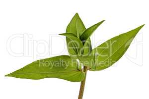 Green leafs of flower, isolated on a white background