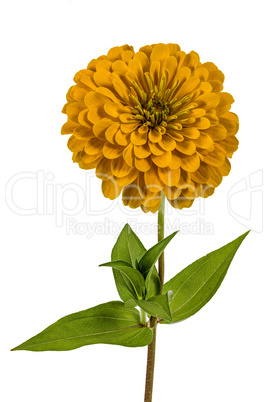 Yellow flower of zinnia (Lat. Zinnia), isolated on a white backg