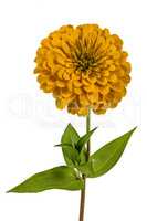 Yellow flower of zinnia (Lat. Zinnia), isolated on a white backg