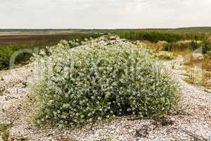 Flowering bush tumbleweed on the shore of the dry lake