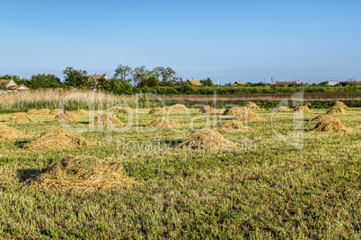 Agricultural landscape with ricks of hay