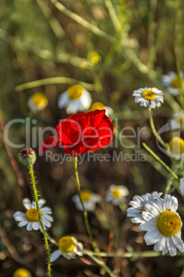 The beautiful flower of wild poppy on the background of daisies