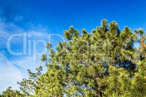 A beautiful krone of coniferous tree against the blue sky backgr