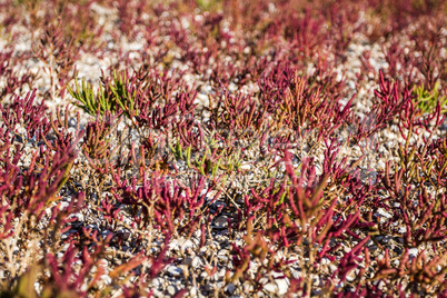 The glasswort (lat. Salicornia borysthenica), plant is which gro