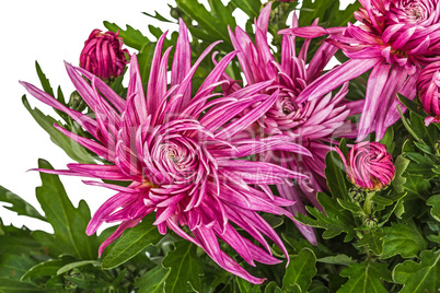 Flowers of chrysanthemum, isolated on white background