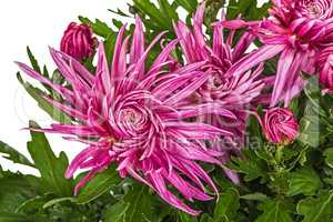 Flowers of chrysanthemum, isolated on white background