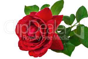 Flower rose in drops of dew, isolated on white background