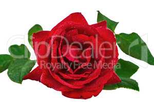 Flower rose in drops of dew, isolated on white background