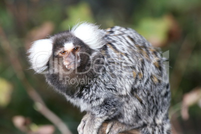 Common Marmoset  (Callithrix jacchus)