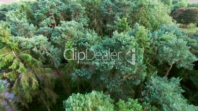 Aerial Flight Over Forest and Trees