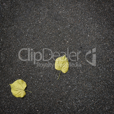 fallen autumn leaves on pure asphalt