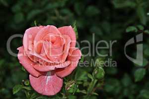 rose mit wassertropfen