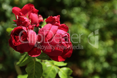 rote rose