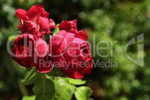 rote rose