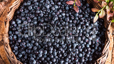European blueberry