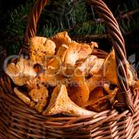 Chanterelle