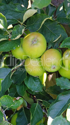 apple tree
