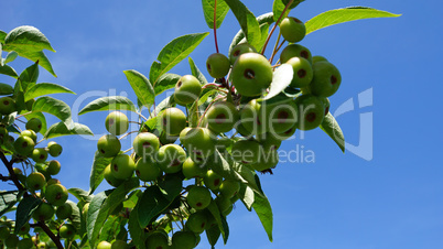 apple tree