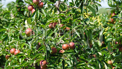 apple tree