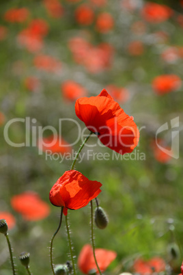 Klatschmohn Klatschmohn