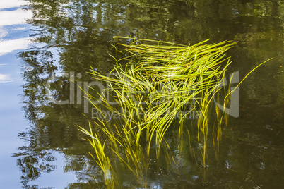 Gras in the water