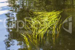 Gras in the water