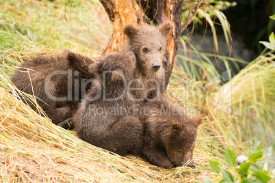 Brown bear cub nuzzling another beside tree