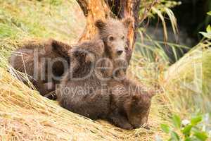 Brown bear cub nuzzling another beside tree