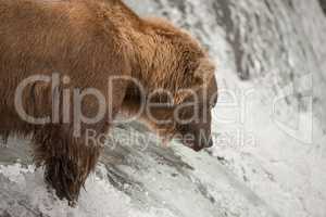 Close-up of bear salmon fishing on waterfall