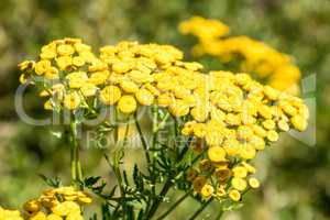 Tansy flowers.