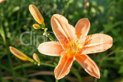 Single flower of lily.
